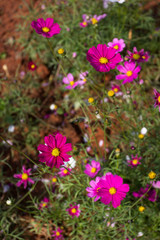 Colourful calliopsis flower blooming under the sunshine