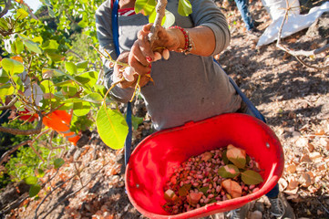 Fototapeta premium Pistachio picker at work with his red pail during harvest season in Bronte, Sicily