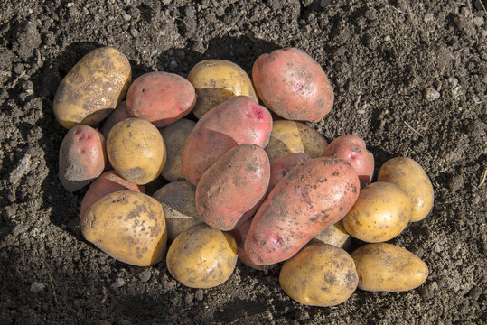 fresh potatoes in the garden - the harvest