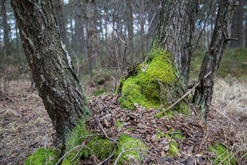 Mech na drzewach w lesie od północnej strony