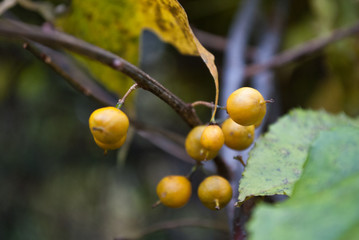 Autumn yellow berries bunch