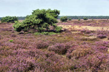 Obraz na płótnie Canvas Veluwe heather landscape