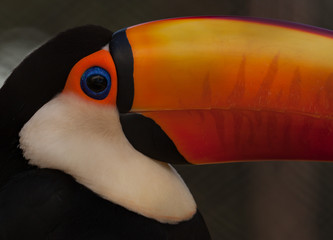 Common toucan or giant toucan: abird with big bill. 