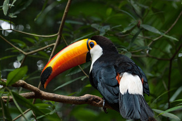 The toco toucan (Ramphastos toco) in forest.