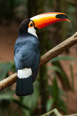 Nature travel in central America - Toucan toco.