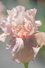 Baboon Bottom Iris Flower