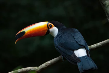 Cercles muraux Toucan Le toucan Toco assis sur une branche.