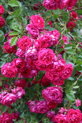 rote Kletterrose