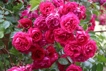 rote Kletterrose
