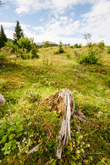 Old rotten tree stump at Pokljuka plateau, Julian Alps, Slovenia.