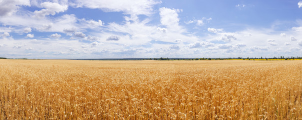 field with wheat against the blue sky