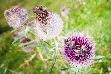 Bees on purple milk thistle flower head