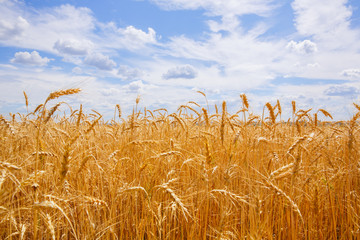 field with wheat against the blue sky