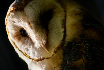 Barn Owl faint light