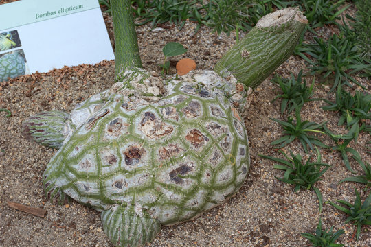 Stem of bombax ellipticum