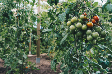 Red and green tomatoes on garden.