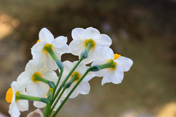 White narcissus in the garden