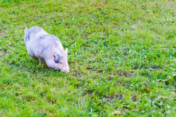 Small pig on green grass.