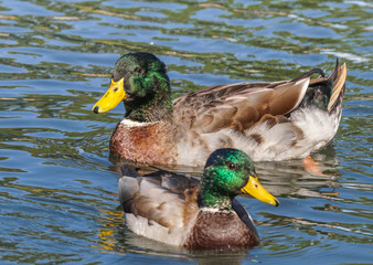 Hybrid Mallard - Supersized