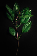 Fresh green basil leaves on black background