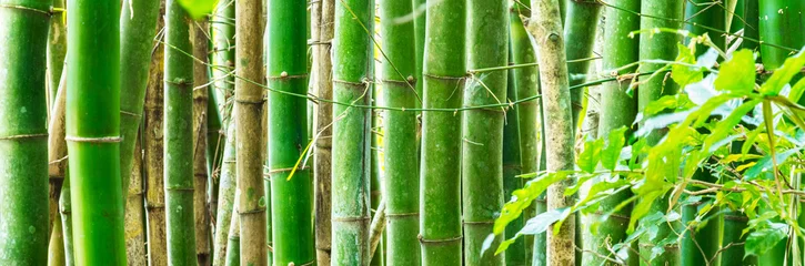 Crédence de cuisine en verre imprimé Bambou Foret de bambou.