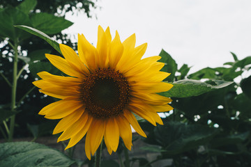 Sunflower on green garden