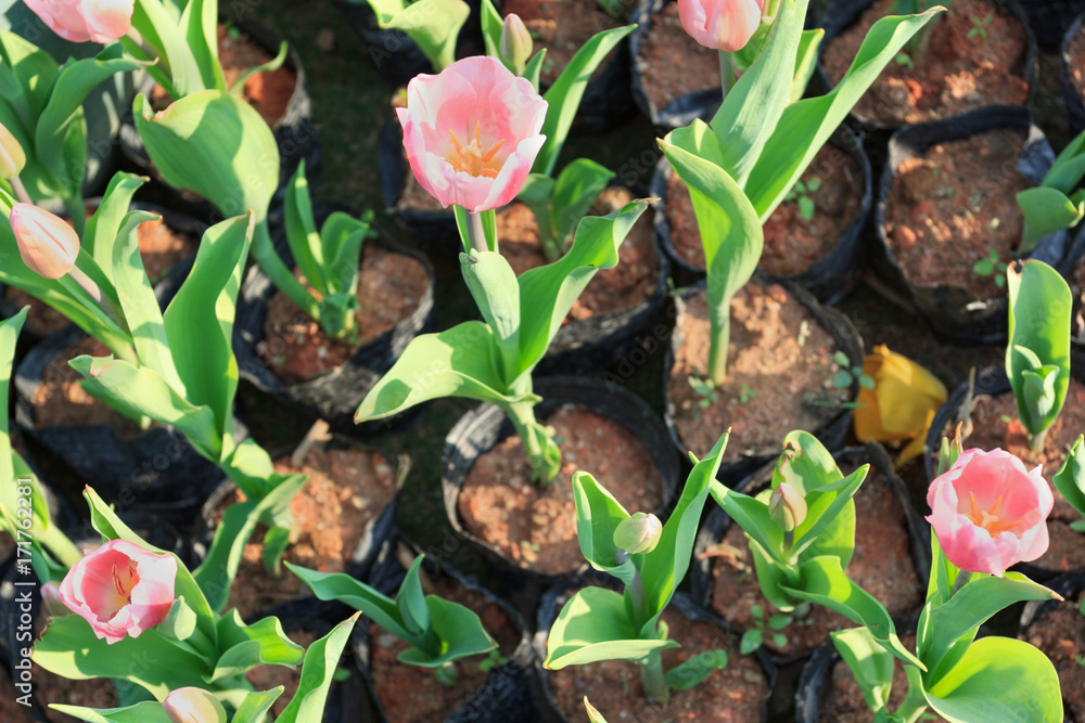 Wall mural tulip flower and green leaf