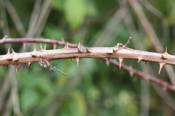 thorns