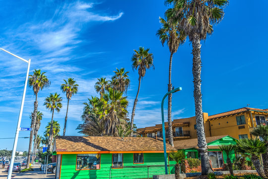 Palm trees in Pacific Beach