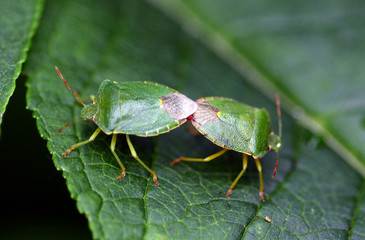 Zoology, Insects