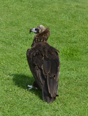 Zoology, Birds