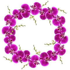 Fototapeta na wymiar Circle of purple orchids on a white background 