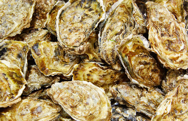 Fototapeta na wymiar Oysters seafood texture pattern