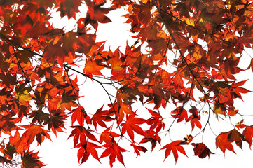 feuillage rouge de l'&eacute;rable du japon sur fond blanc 