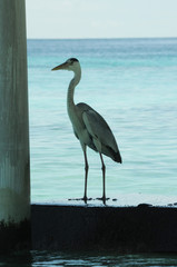 Grey Heron or tropical bird stands under pier in the Indian Ocean