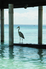 Grey Heron or tropical bird stands under pier in the Indian Ocean
