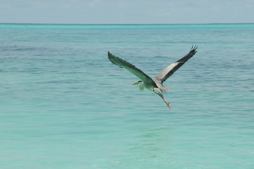 Grey Heron or tropical bird takes flight over stunning Indian ocean