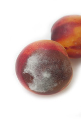 Pesche con muffa isolate su sfondo bianco