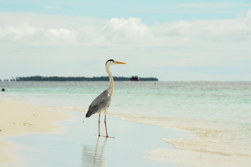 Grey Heron stands on a stunning beach in the Maldives