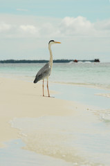 Grey Heron stands on a stunning beach in the Maldives