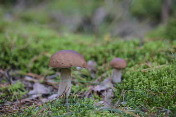 A pair of edible mushrooms king bolete