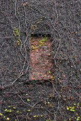 Dry ivy branches on an old brick wall. The window is laid with a brick. Autumn mysterious abstract background.
