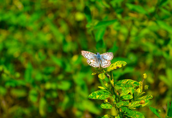 Buttlerfly in green leaf 