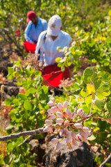 Closeup view of a pistachio bunch on tree and a picker at work in the background, Bronte, Sicily