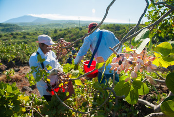 Closeup view of a pistachio bunch on tree and pickers at work in the background, Bronte, Sicily