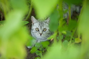 cute little grey cat hiding outdoors