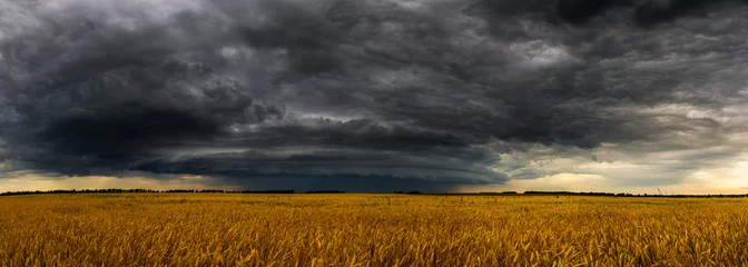 Poster Round storm cloud over a wheat fieldin Russia. Panorama © olgavolodina