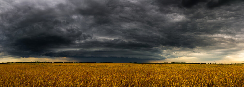 Round storm cloud over a wheat fieldin Russia. Panorama