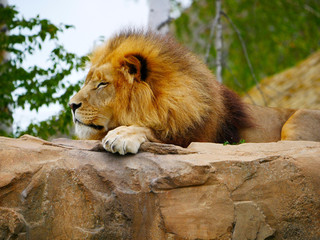 Lion