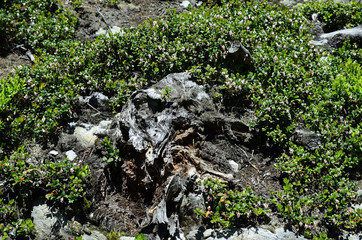 Austria, Tyrol, botany